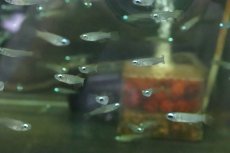 画像3: 【淡水魚】【通販】珍しいLサイズ アフリカンランプアイ【1匹】（生体）(メダカ科)（熱帯魚）ＮＫＩＫ (3)