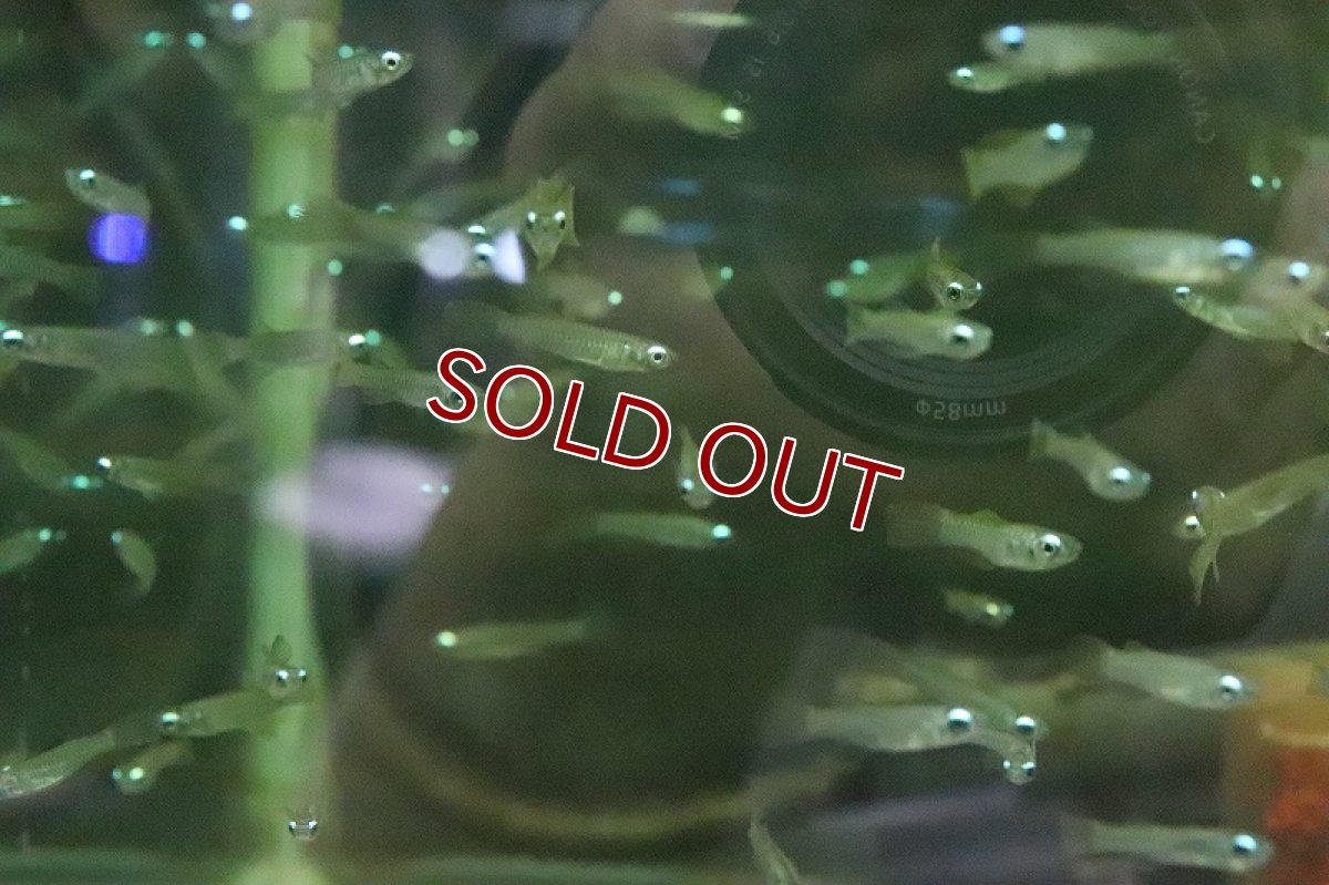 画像4: 【淡水魚】珍しいLサイズ アフリカンランプアイ【1匹】（生体）(メダカ科)（熱帯魚）ＮＫＩＫ (4)