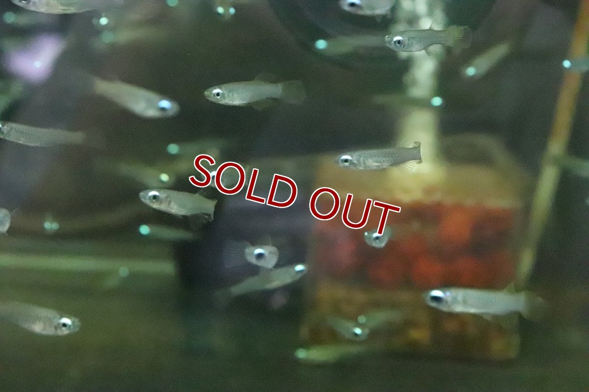 画像3: 【淡水魚】珍しいLサイズ アフリカンランプアイ【5匹】(±3cm)（生体）(メダカ科)（熱帯魚）ＮＫＩＫ (3)