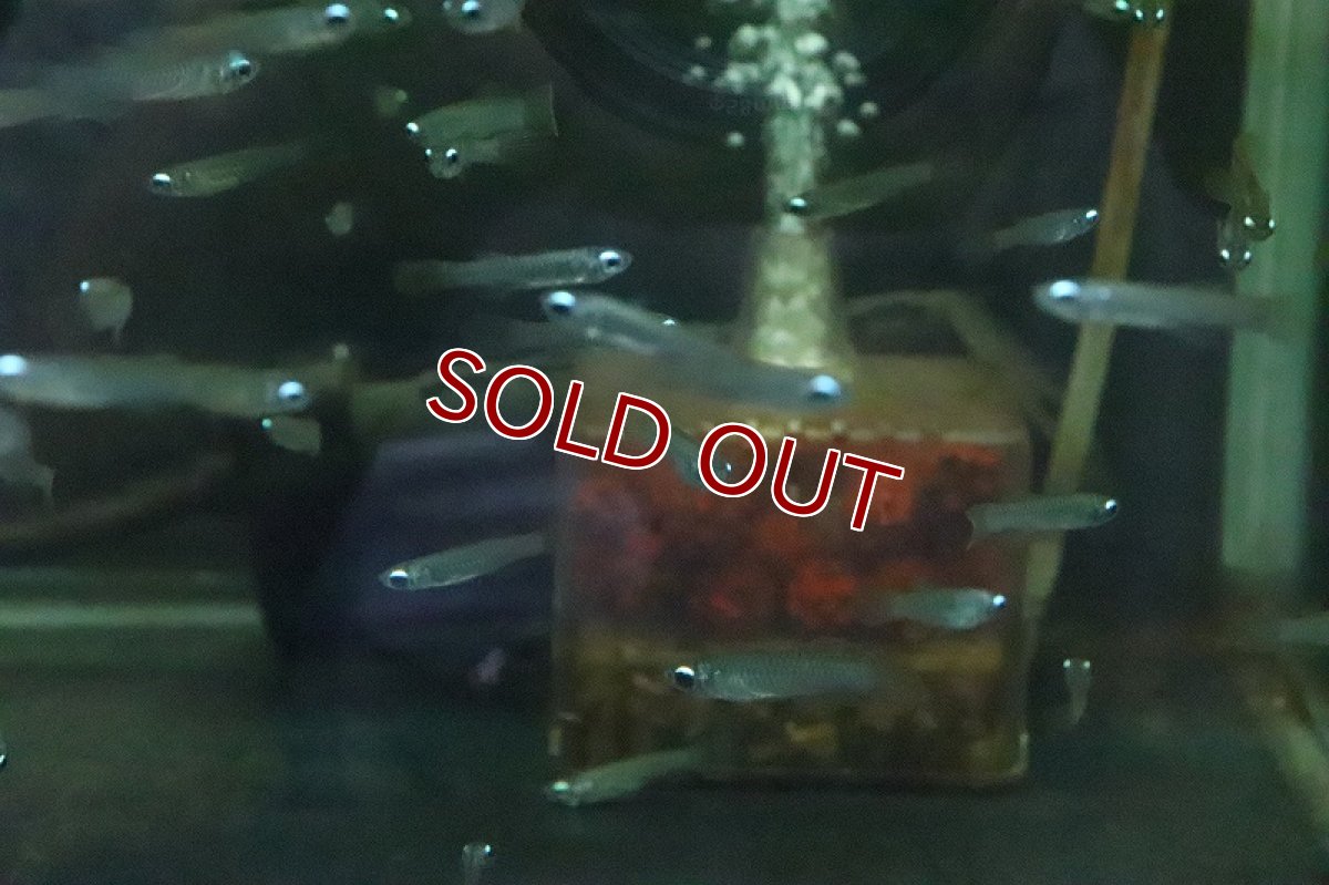 画像2: 【淡水魚】珍しいLサイズ アフリカンランプアイ【10匹】(±3cm)（生体）(メダカ科)（熱帯魚）ＮＫＩＫ (2)