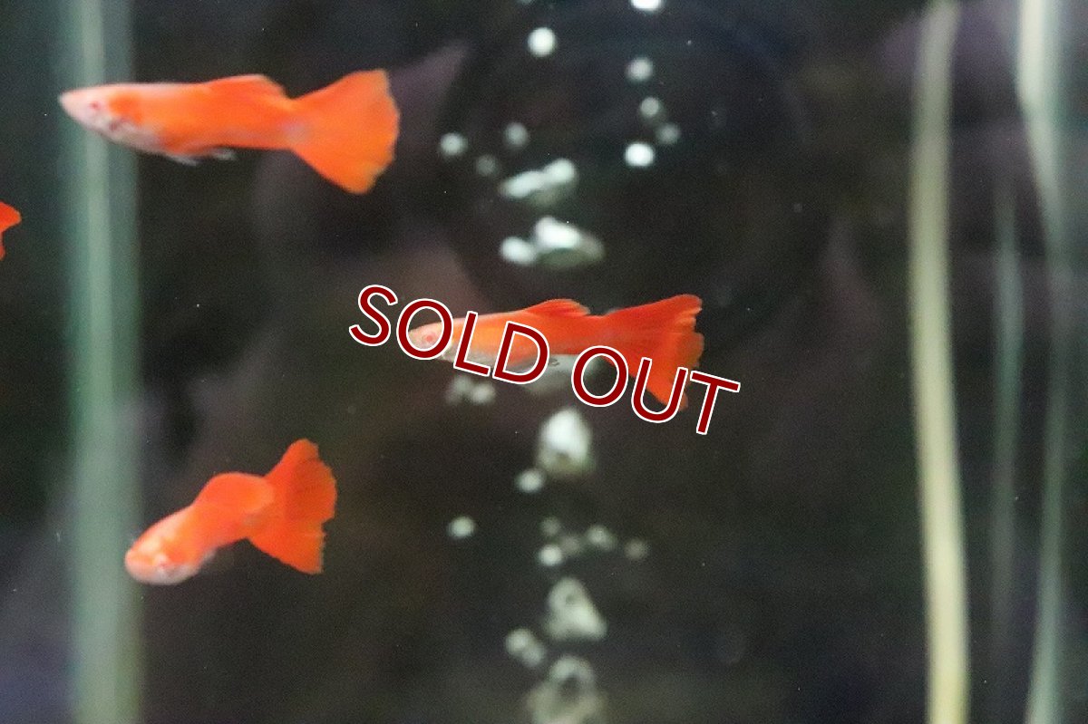 画像2: 【淡水魚】国産 RREA フルレッドグッピー【１匹】(グッピー)（生体）（熱帯魚）NKＧＰ (2)