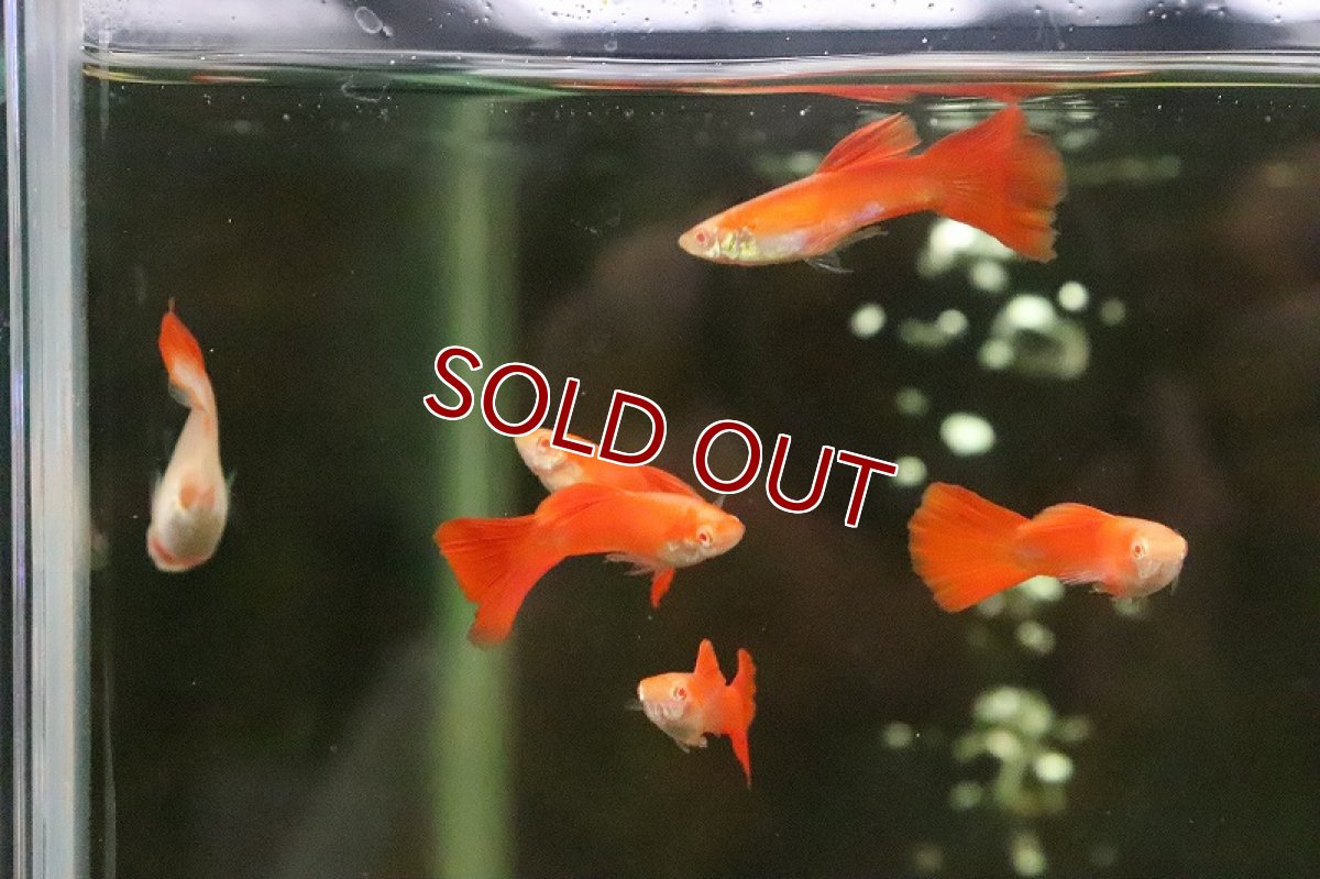 画像3: 【淡水魚】国産 RREA フルレッドグッピー【１匹】(グッピー)（生体）（熱帯魚）NKＧＰ (3)