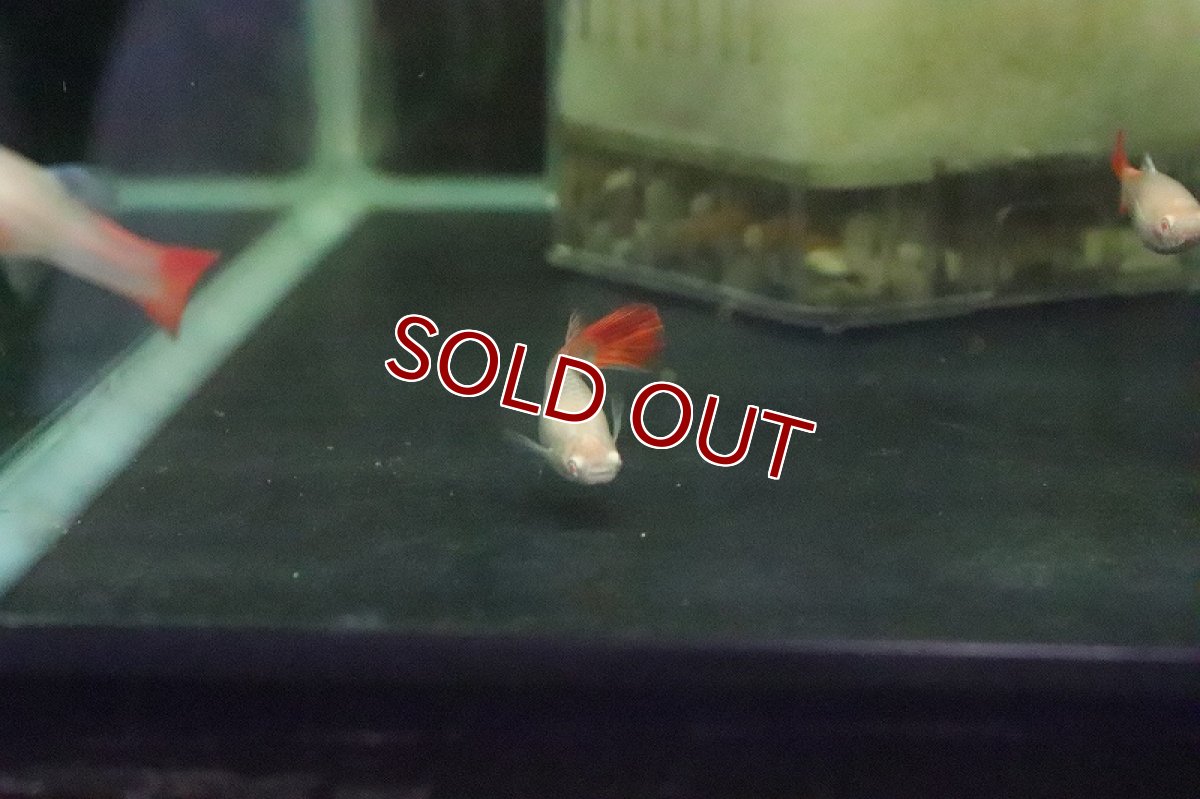 画像4: 【淡水魚】国産 RREA フルレッドグッピー【１匹】(グッピー)（生体）（熱帯魚）NKＧＰ (4)