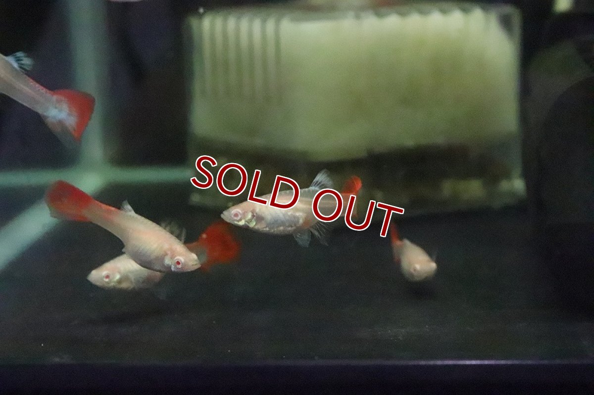 画像5: 【淡水魚】国産 RREA フルレッドグッピー【１匹】(グッピー)（生体）（熱帯魚）NKＧＰ (5)