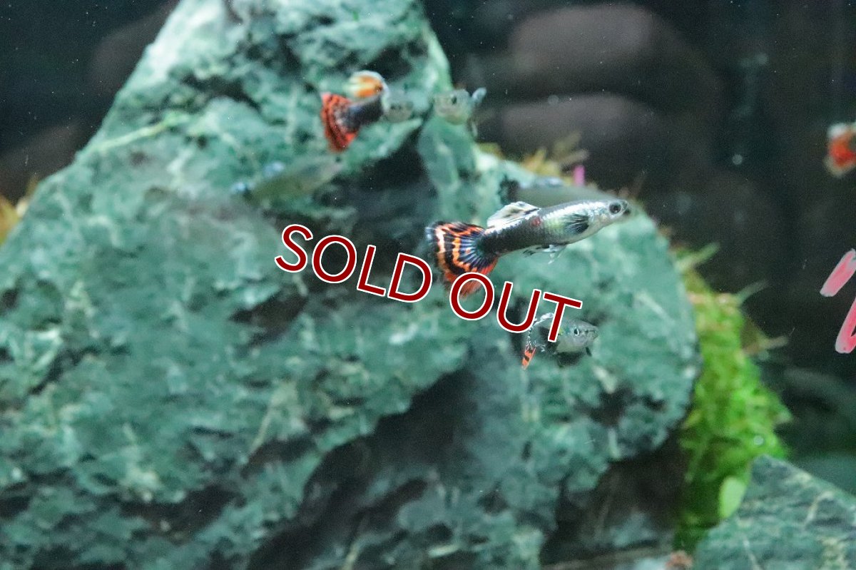 画像2: 【淡水魚】数量限定激安価格 国産 プラチナ モザイクグッピー ダンボ【１ペア サンプル画像】(グッピー)（生体）（熱帯魚）NK (2)