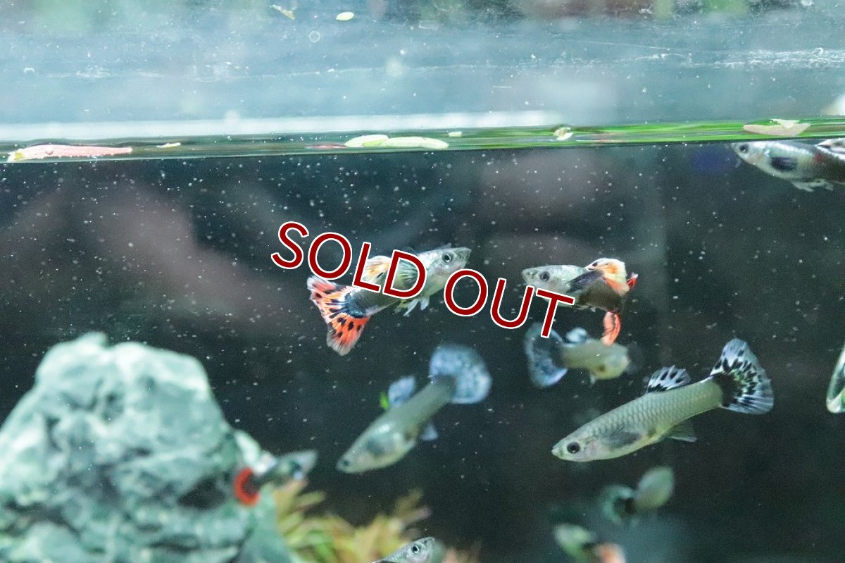 画像3: 【淡水魚】数量限定激安価格 国産 プラチナ モザイクグッピー ダンボ【１ペア サンプル画像】(グッピー)（生体）（熱帯魚）NK (3)