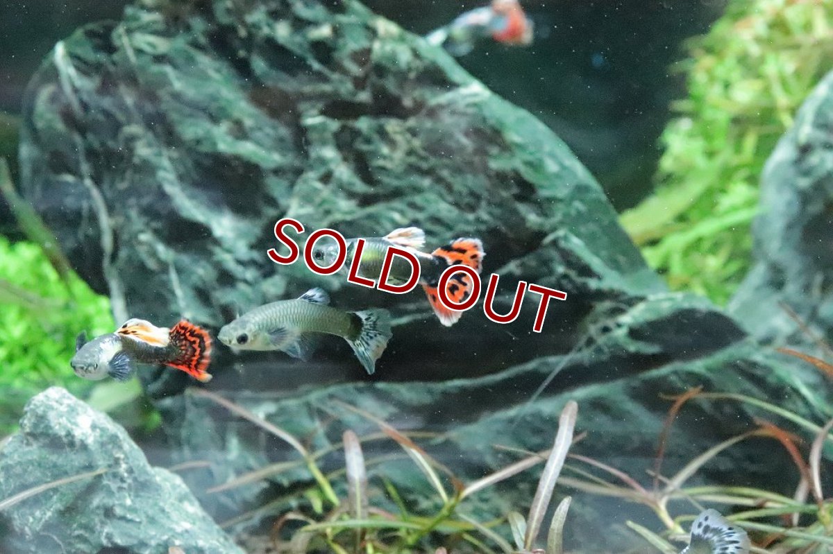 画像4: 【淡水魚】数量限定激安価格 国産 プラチナ モザイクグッピー ダンボ【１ペア サンプル画像】(グッピー)（生体）（熱帯魚）NK (4)