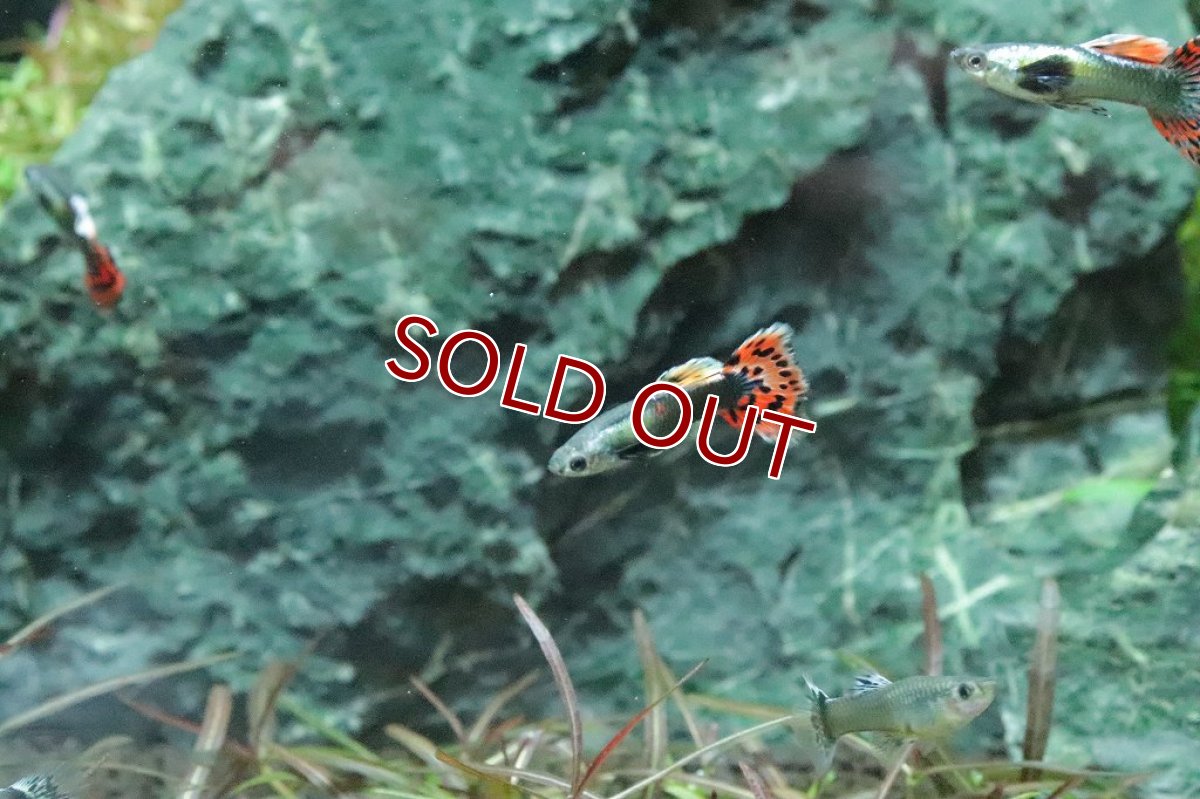 画像5: 【淡水魚】数量限定激安価格 国産 プラチナ モザイクグッピー ダンボ【１ペア サンプル画像】(グッピー)（生体）（熱帯魚）NK (5)