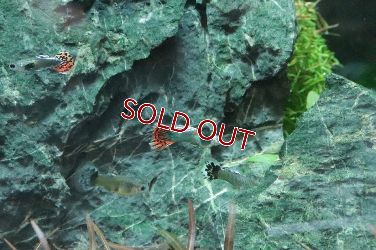 画像6: 【淡水魚】数量限定激安価格 国産 プラチナ モザイクグッピー ダンボ【１ペア サンプル画像】(グッピー)（生体）（熱帯魚）NK (6)