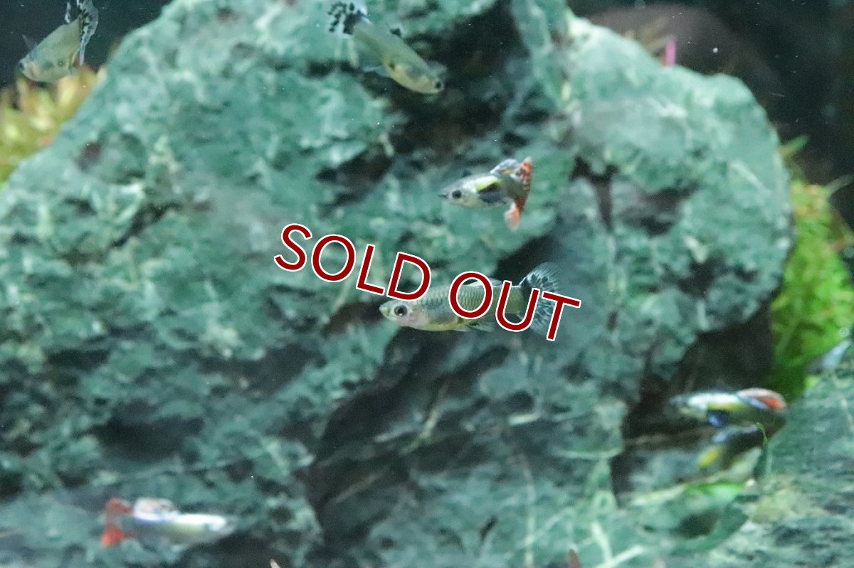 画像7: 【淡水魚】数量限定激安価格 国産 プラチナ モザイクグッピー ダンボ【１ペア サンプル画像】(グッピー)（生体）（熱帯魚）NK (7)