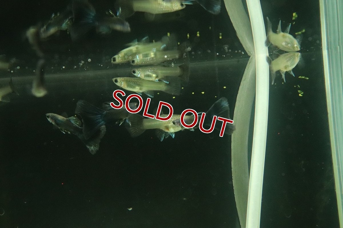 画像2: 【淡水魚】国産 モスコーブルーグッピー【1ペア サンプル画像】(グッピー)(生体)(熱帯魚)NKGP (2)