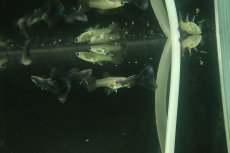 画像2: 【淡水魚】【通販】国産 モスコーブルーグッピー【1ペア サンプル画像】(グッピー)(生体)(熱帯魚)NKGP (2)