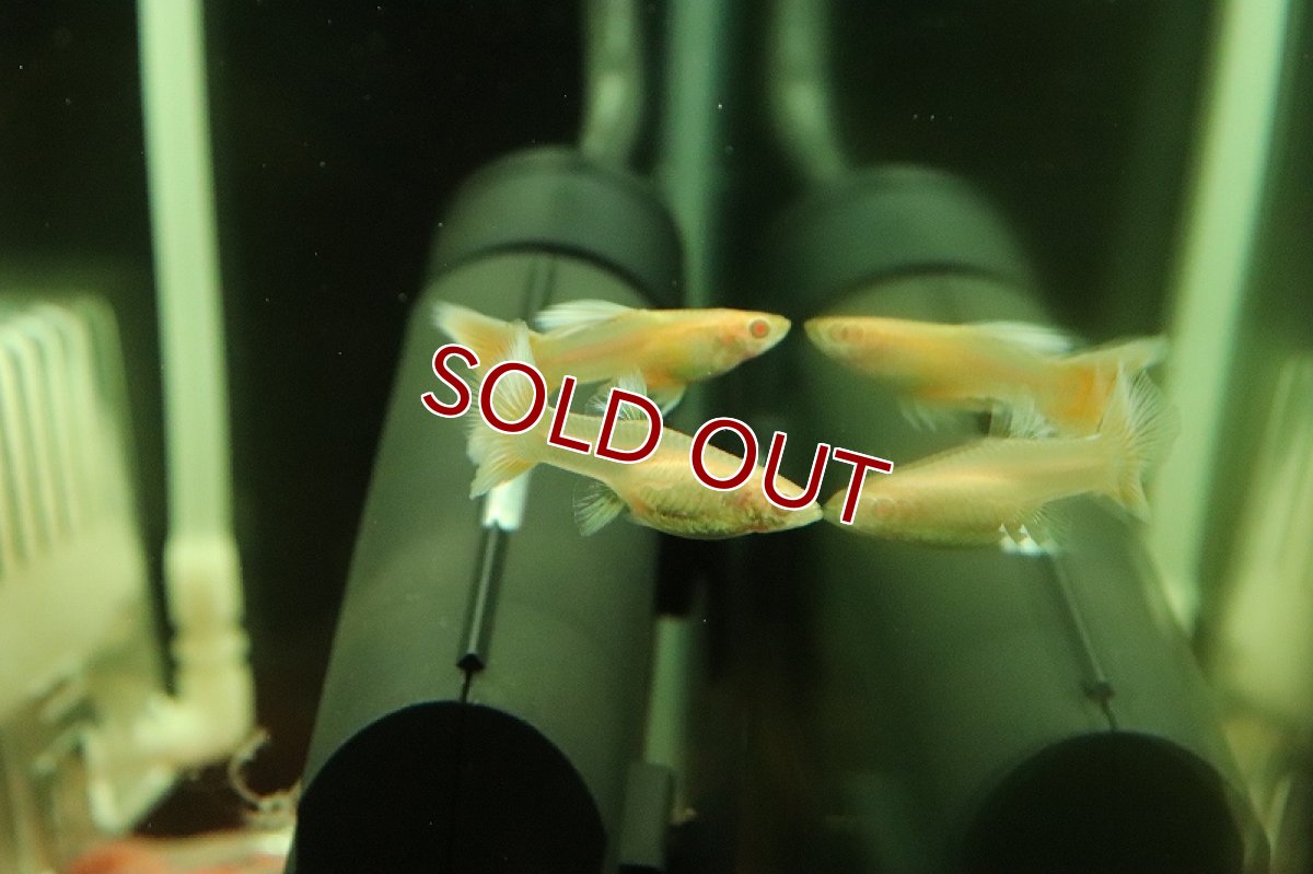 画像2: 【淡水魚】国産 RREA ドイツイエロータキシードグッピー【1ペア サンプル画像】(グッピー)(生体)(熱帯魚)NKGP (2)