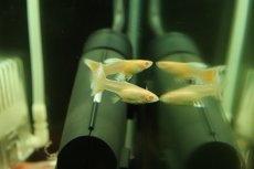 画像2: 【淡水魚】【通販】国産 RREA ドイツイエロータキシードグッピー【1ペア サンプル画像】(グッピー)(生体)(熱帯魚)NKGP (2)