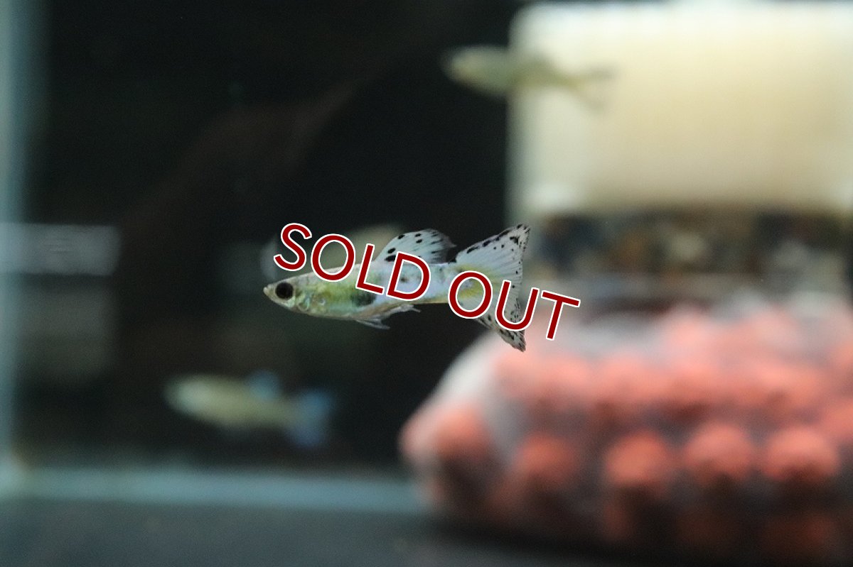 画像2: 【淡水魚】国産 プラチナジャパンブルーグラスグッピー【1ペア サンプル画像】(グッピー)(生体)(熱帯魚)NK (2)