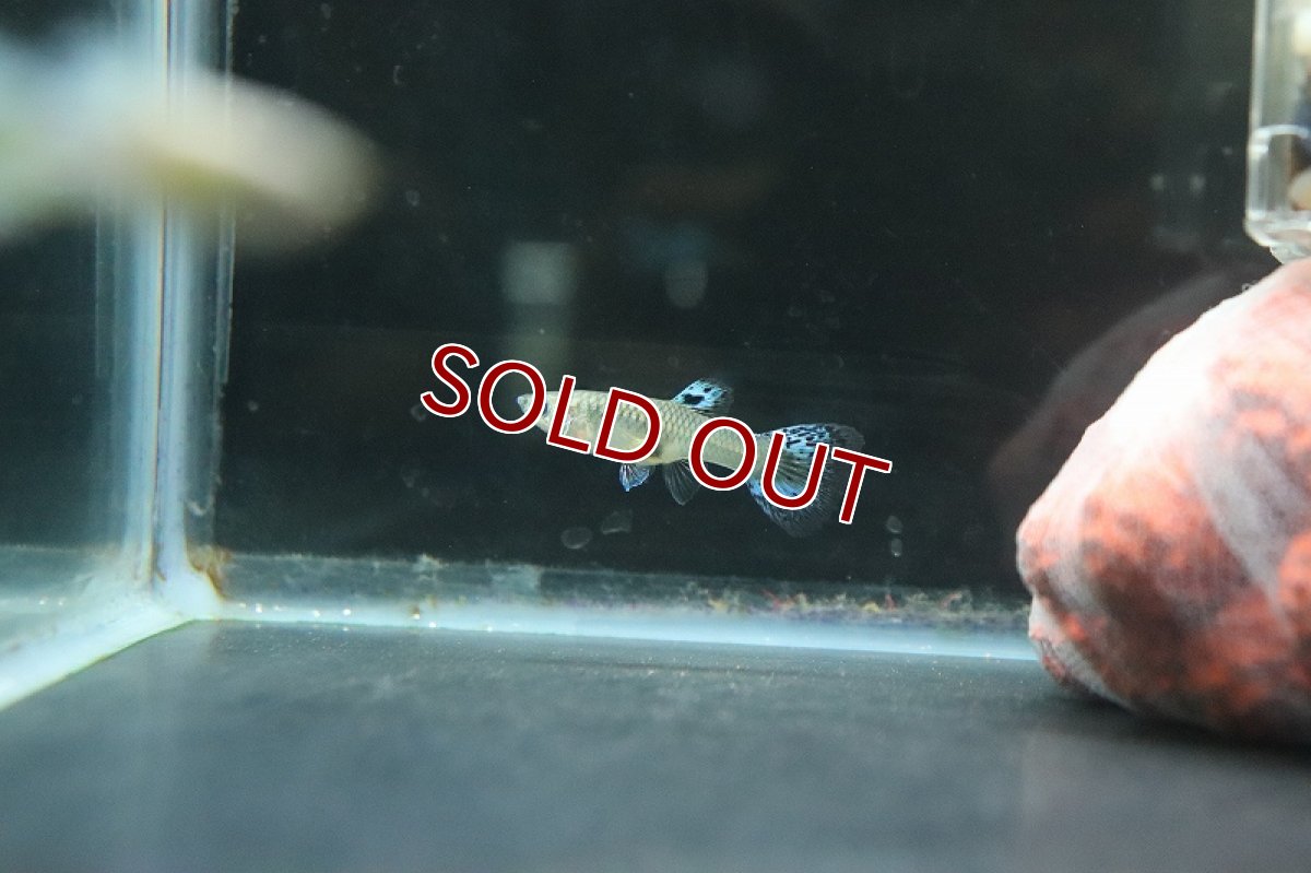 画像3: 【淡水魚】国産 プラチナジャパンブルーグラスグッピー【1ペア サンプル画像】(グッピー)(生体)(熱帯魚)NK (3)