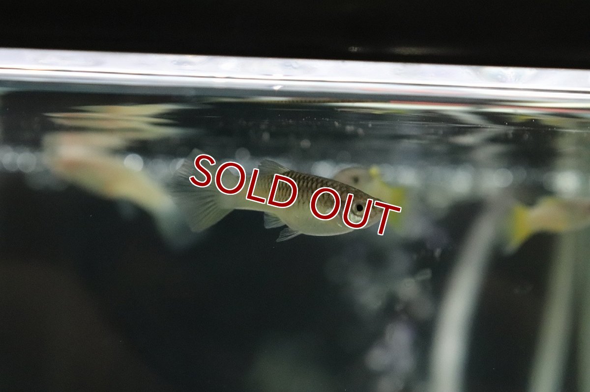 画像2: 【淡水魚】国産 ピングーイエローテールグッピー【1ペア サンプル画像】(グッピー)(生体)(熱帯魚)NK (2)