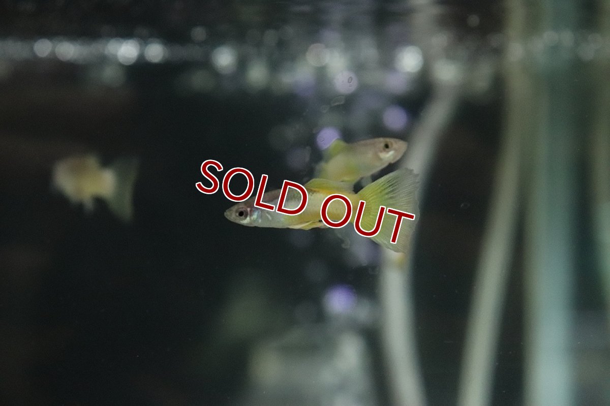 画像3: 【淡水魚】国産 ピングーイエローテールグッピー【1ペア サンプル画像】(グッピー)(生体)(熱帯魚)NK (3)