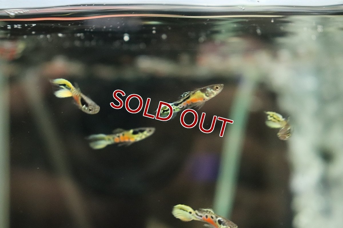 画像2: 【淡水魚】【通販】エンドラーズ イエロータイガーレッドベリー【1ペア サンプル画像】（外産グッピー）（生体）（熱帯魚）NK (2)