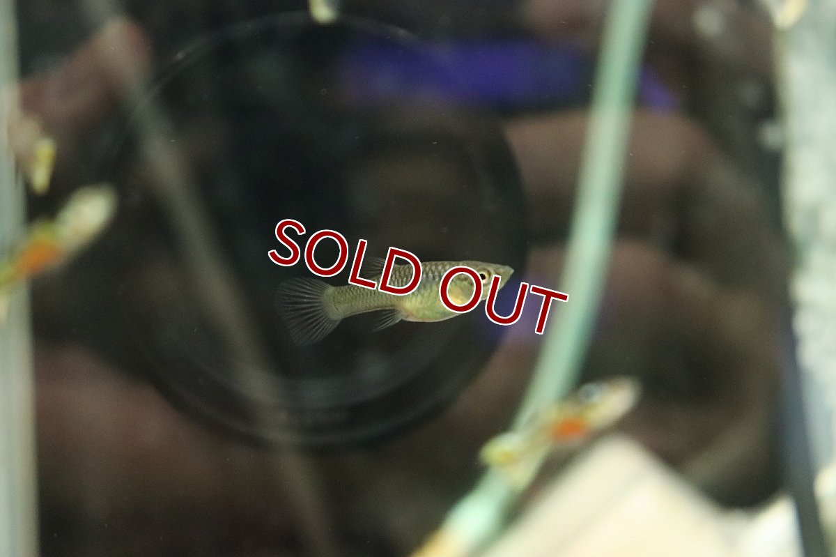 画像3: 【淡水魚】【通販】エンドラーズ イエロータイガーレッドベリー【1ペア サンプル画像】（外産グッピー）（生体）（熱帯魚）NK (3)