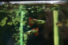 画像1: 【淡水魚】【通販】高級グッピー タイ産 レッドドラゴングッピー【１ペア サンプル画像】(グッピー)(生体)(熱帯魚)NK (1)