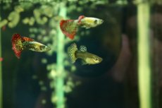 画像2: 【淡水魚】【通販】高級グッピー タイ産 レッドドラゴングッピー【１ペア サンプル画像】(グッピー)(生体)(熱帯魚)NK (2)