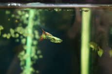 画像3: 【淡水魚】【通販】高級グッピー タイ産 レッドドラゴングッピー【１ペア サンプル画像】(グッピー)(生体)(熱帯魚)NK (3)