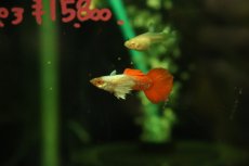画像1: 【淡水魚】【通販】高級グッピー タイ産 RREA プラチナレッドテールダンボグッピー【１ペア サンプル画像】(グッピー)(生体)(熱帯魚)NK (1)