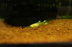画像2: 【淡水魚】【通販】高級グッピー タイ産 RREA プラチナレッドテールダンボグッピー【１ペア サンプル画像】(グッピー)(生体)(熱帯魚)NK (2)