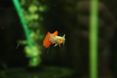 画像3: 【淡水魚】【通販】高級グッピー タイ産 RREA プラチナレッドテールダンボグッピー【１ペア サンプル画像】(グッピー)(生体)(熱帯魚)NK (3)