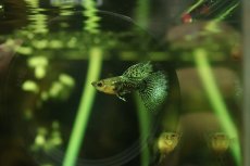 画像1: 【淡水魚】【通販】高級グッピー タイ産 ブルードラゴングッピー【１ペア サンプル画像】(グッピー)(生体)(熱帯魚)NK (1)