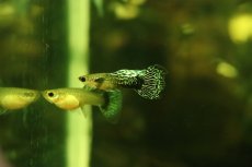 画像2: 【淡水魚】【通販】高級グッピー タイ産 ブルードラゴングッピー【１ペア サンプル画像】(グッピー)(生体)(熱帯魚)NK (2)