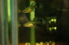 画像3: 【淡水魚】【通販】高級グッピー タイ産 ブルードラゴングッピー【１ペア サンプル画像】(グッピー)(生体)(熱帯魚)NK (3)