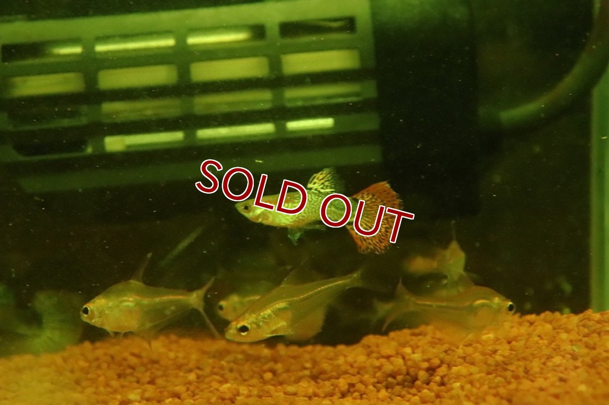 画像1: 【淡水魚】【通販】高級グッピー タイ産 スネークスキンレッドモザイクグッピー【１ペア サンプル画像】(グッピー)(生体)(熱帯魚)NK (1)