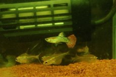 画像1: 【淡水魚】【通販】高級グッピー タイ産 スネークスキンレッドモザイクグッピー【１ペア サンプル画像】(グッピー)(生体)(熱帯魚)NK (1)