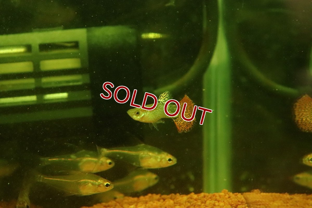 画像2: 【淡水魚】【通販】高級グッピー タイ産 スネークスキンレッドモザイクグッピー【１ペア サンプル画像】(グッピー)(生体)(熱帯魚)NK (2)