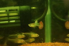 画像2: 【淡水魚】【通販】高級グッピー タイ産 スネークスキンレッドモザイクグッピー【１ペア サンプル画像】(グッピー)(生体)(熱帯魚)NK (2)