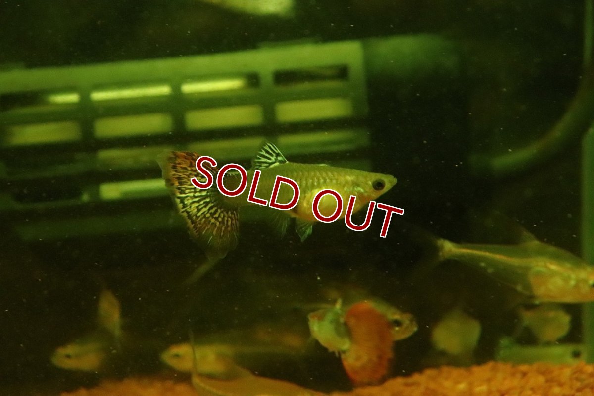 画像3: 【淡水魚】【通販】高級グッピー タイ産 スネークスキンレッドモザイクグッピー【１ペア サンプル画像】(グッピー)(生体)(熱帯魚)NK (3)