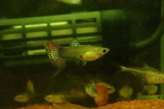 画像3: 【淡水魚】【通販】高級グッピー タイ産 スネークスキンレッドモザイクグッピー【１ペア サンプル画像】(グッピー)(生体)(熱帯魚)NK (3)