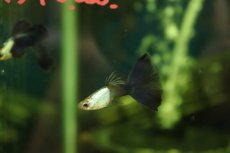 画像1: 【淡水魚】【通販】高級グッピー タイ産 シルバラド ハーフブラックブルーグッピー【１ペア サンプル画像】(グッピー)(生体)(熱帯魚)NK (1)