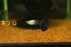 画像2: 【淡水魚】【通販】高級グッピー タイ産 シルバラド ハーフブラックブルーグッピー【１ペア サンプル画像】(グッピー)(生体)(熱帯魚)NK (2)