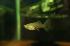 画像3: 【淡水魚】【通販】高級グッピー タイ産 シルバラド ハーフブラックブルーグッピー【１ペア サンプル画像】(グッピー)(生体)(熱帯魚)NK (3)