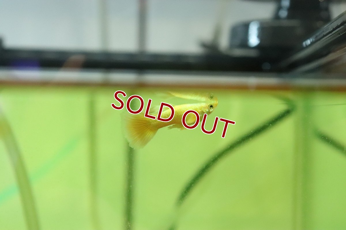 画像1: 【淡水魚】【通販】高級グッピー タイ産 フルゴールデングッピー【１ペア サンプル画像】(グッピー)(生体)(熱帯魚)NK (1)