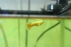 画像1: 【淡水魚】【通販】高級グッピー タイ産 フルゴールデングッピー【１ペア サンプル画像】(グッピー)(生体)(熱帯魚)NK (1)