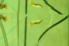 画像2: 【淡水魚】【通販】高級グッピー タイ産 フルゴールデングッピー【１ペア サンプル画像】(グッピー)(生体)(熱帯魚)NK (2)
