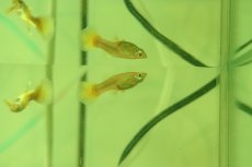 画像3: 【淡水魚】【通販】高級グッピー タイ産 フルゴールデングッピー【１ペア サンプル画像】(グッピー)(生体)(熱帯魚)NK (3)