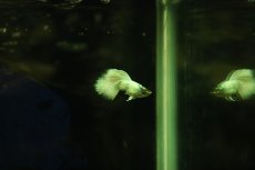 画像1: 【淡水魚】【通販】高級グッピー タイ産 フルプラチナホワイトグッピー【１ペア サンプル画像】(グッピー)(生体)(熱帯魚)NK (1)