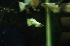 画像2: 【淡水魚】【通販】高級グッピー タイ産 フルプラチナホワイトグッピー【１ペア サンプル画像】(グッピー)(生体)(熱帯魚)NK (2)