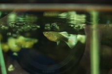 画像4: 【淡水魚】【通販】高級グッピー タイ産 フルプラチナホワイトグッピー【１ペア サンプル画像】(グッピー)(生体)(熱帯魚)NK (4)