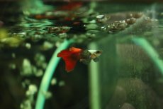 画像1: 【淡水魚】【通販】高級グッピー タイ産 プラチナレッドテールダンボグッピー【１ペア サンプル画像】(グッピー)(生体)(熱帯魚)NK (1)